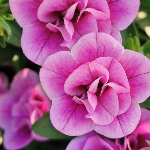 Calibrachoa Calita® 'Double Rose Bicolor' - Puispetuunia Calita® 'Double Rose Bicolor' P9/0,55L